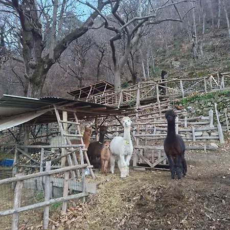 Appartamento Casa Degli Alpaca