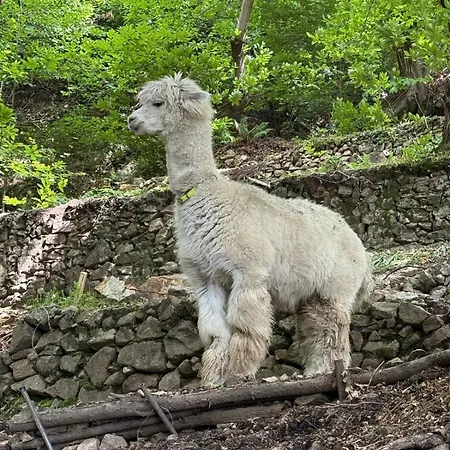Casa Degli Alpaca